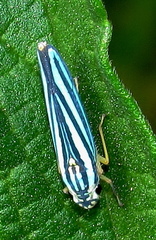 Poecilocarda cosmopolita