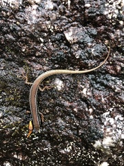 Ctenotus labillardieri