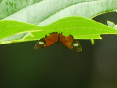 Mesene leucophrys