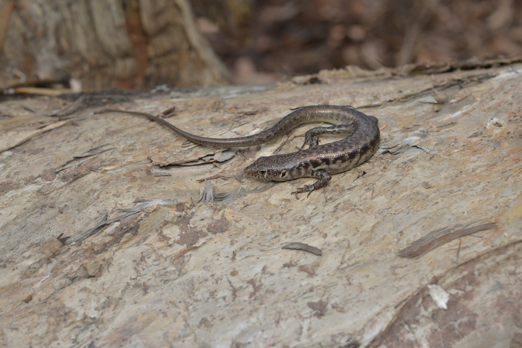 Maruia Maquis Skink