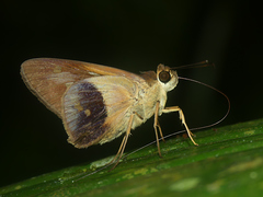 Calpodes longirostris