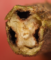 Lasioptera querciperda