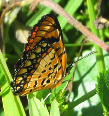 Byblia anvatara acheloia