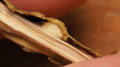 Lasioptera querciperda
