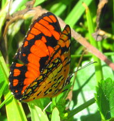 Byblia anvatara acheloia