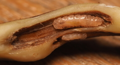 Lasioptera querciperda