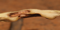Lasioptera querciperda
