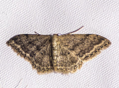 Idaea falcipennis