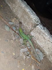 Ameiva ameiva