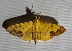 Meroctena tullalis