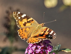 Vanessa cardui