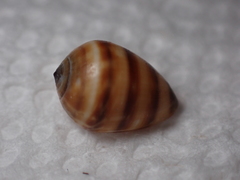 Melampus olivaceus