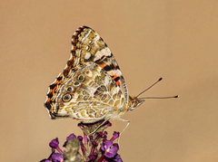Vanessa cardui