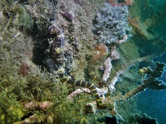 Hippocampus comes