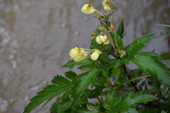 Calceolaria mexicana