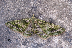 Myrioblephara harutai