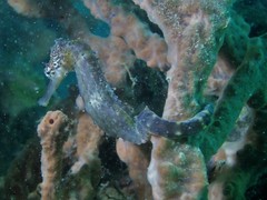 Hippocampus comes