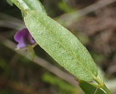 Psoralea plauta