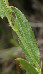 Psoralea plauta
