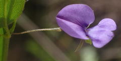Psoralea plauta