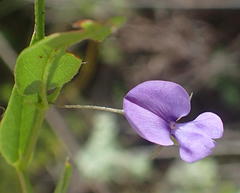 Psoralea plauta