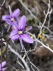 Thysanotus patersonii