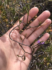 Thysanotus patersonii