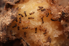 Pheidole bicarinata