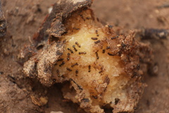 Pheidole bicarinata