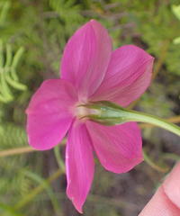 Chironia melampyrifolia