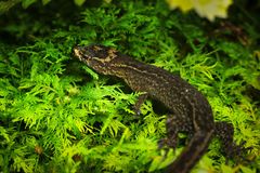Costa Rica Scaly-Eyed Gecko photo 2