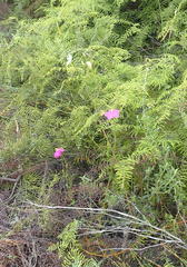 Chironia melampyrifolia