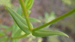 Chironia melampyrifolia