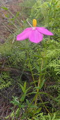 Chironia melampyrifolia