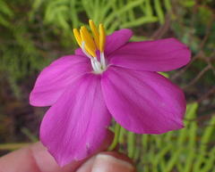 Chironia melampyrifolia