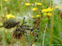 Panorpa meridionalis