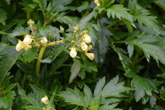 Calceolaria mexicana