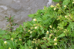 Calceolaria mexicana