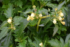 Calceolaria mexicana