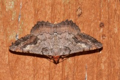 Macaria distribuaria