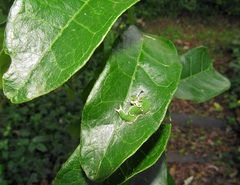 Charaxes wakefieldi