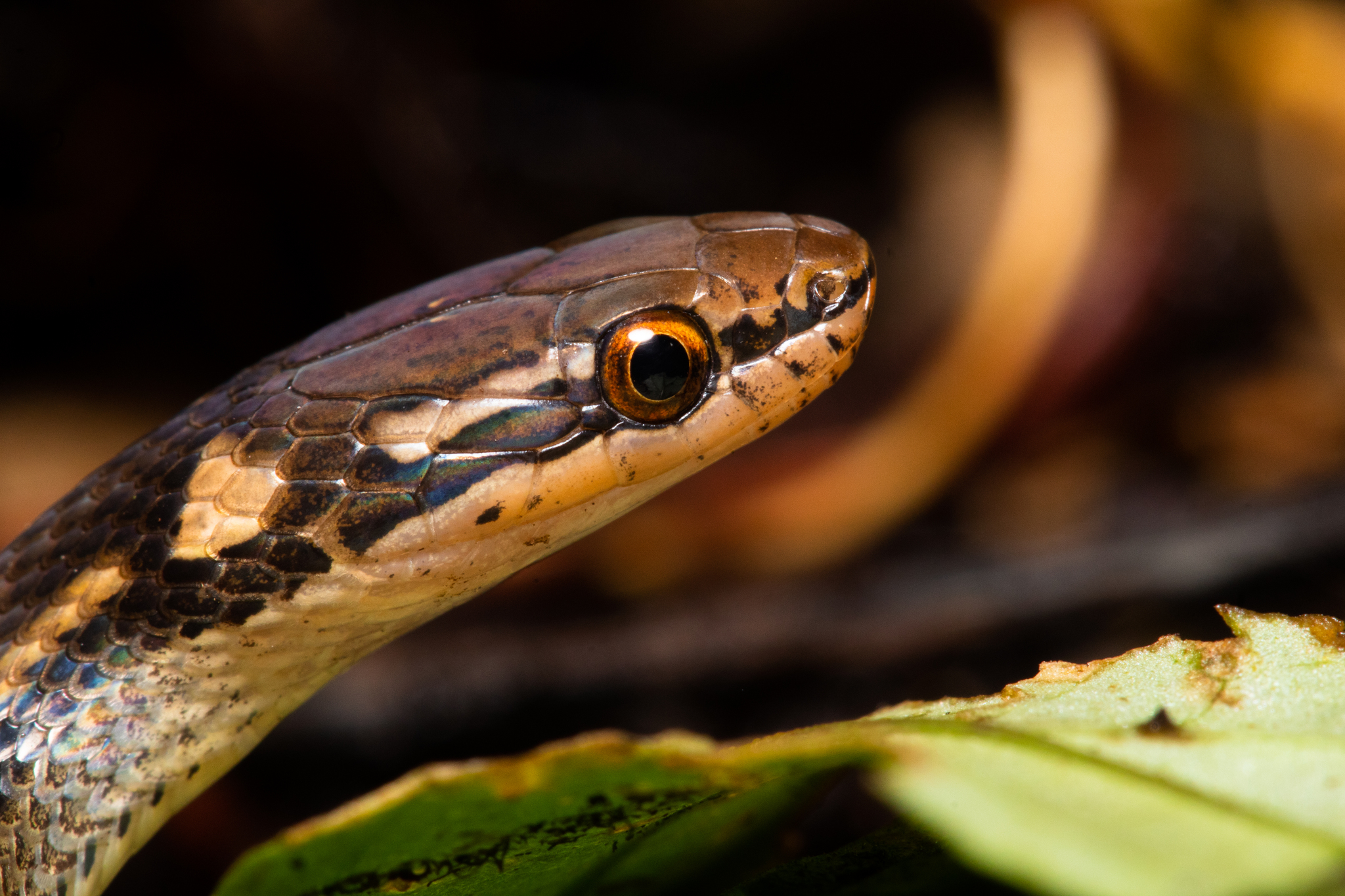 Veracruz Graceful Brown Snake photo 5