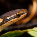 Veracruz Graceful Brown Snake - Photo (c) Pedro E. Nahuat-Cervera, some rights reserved (CC BY-NC), uploaded by Pedro E. Nahuat-Cervera