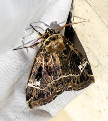 Noctuidae