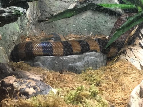 (Bismarck) Ringed python, Bothrochilus boa