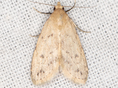 Dasyblemma straminea
