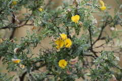 Adesmia miraflorensis