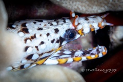 Enchelycore pardalis