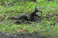 Sciurus vulgaris