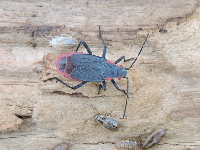 Red-shouldered bug (Jadera haematoloma)